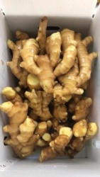 Fresh ginger packed in plastic box