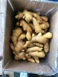 fresh ginger packed in cardboard box