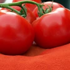SD Tomato Powder