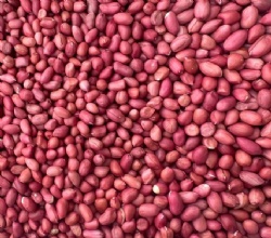 Red skin peanut kernel