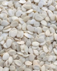Watermelon seeds kernel
