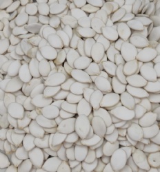 Snow White Pumpkin seeds