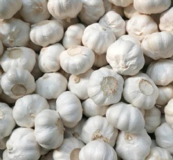 Fresh Garlic