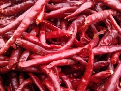 Chilli Pepper