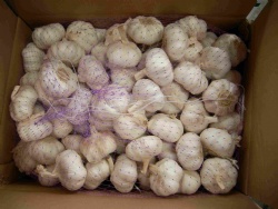 Normal white fresh garlic