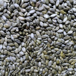 GWS Pumpkin seeds kernel