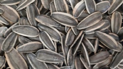 Sunflower seeds